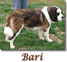 Bari link